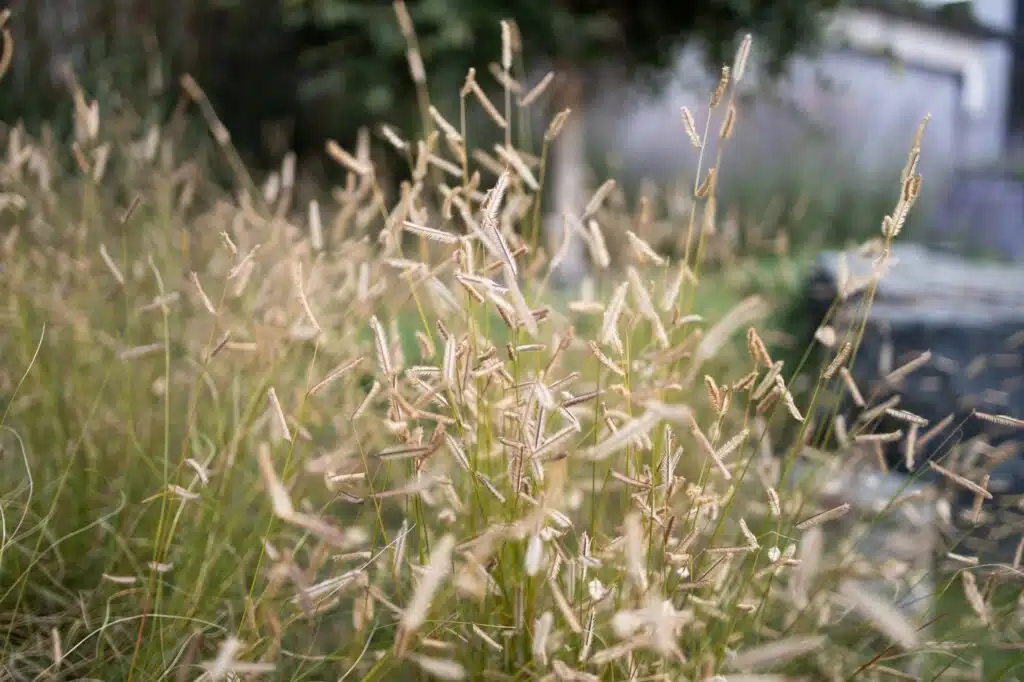 Close-up of ornamental grasses with tall stems and feathery seed heads in a garden setting.