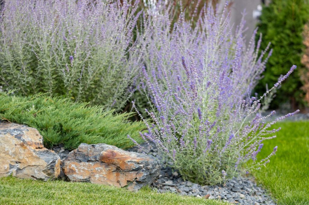 Russian sage with tall, wispy purple flower spikes in garden bed.