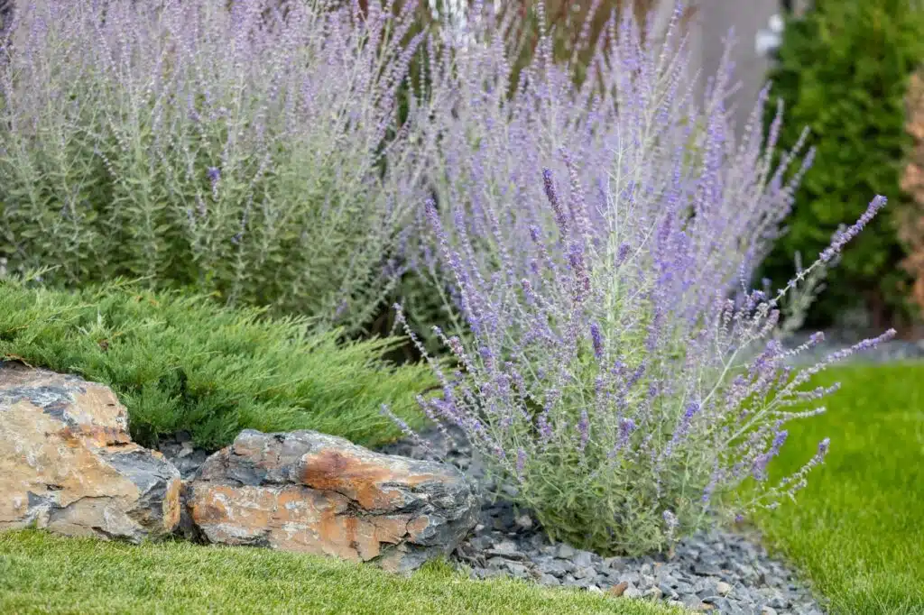 Russian sage with tall, wispy purple flower spikes in garden bed.