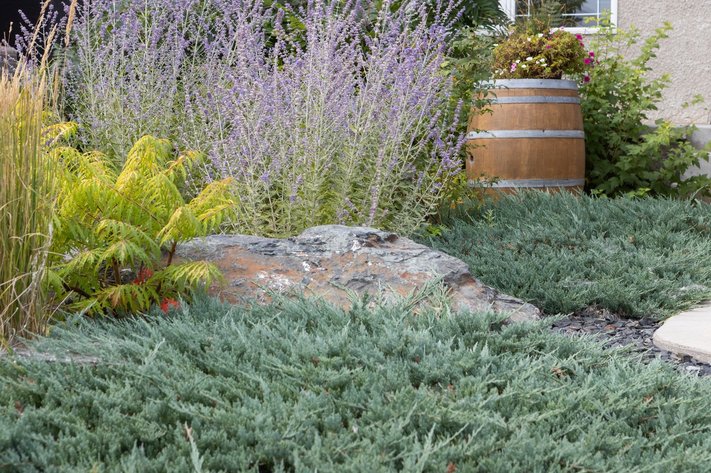 Layered garden with blue juniper groundcover, a large decorative boulder, sumac shrub, purple Russian Sage, and a wooden barrel planter with flowers.