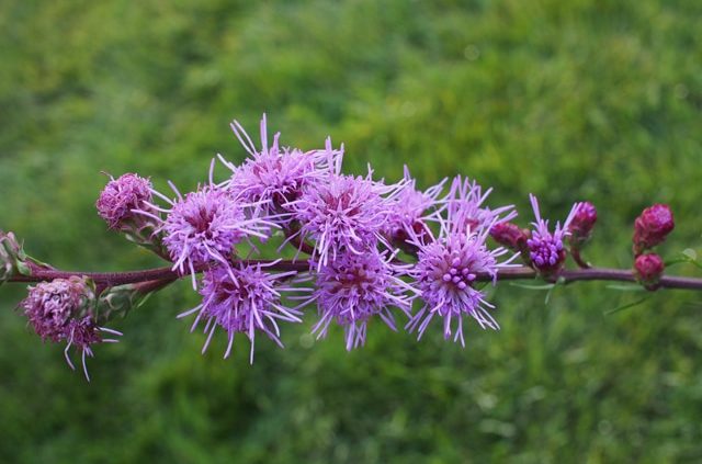 Detail of Meadow Blazing Star plant. Photo by