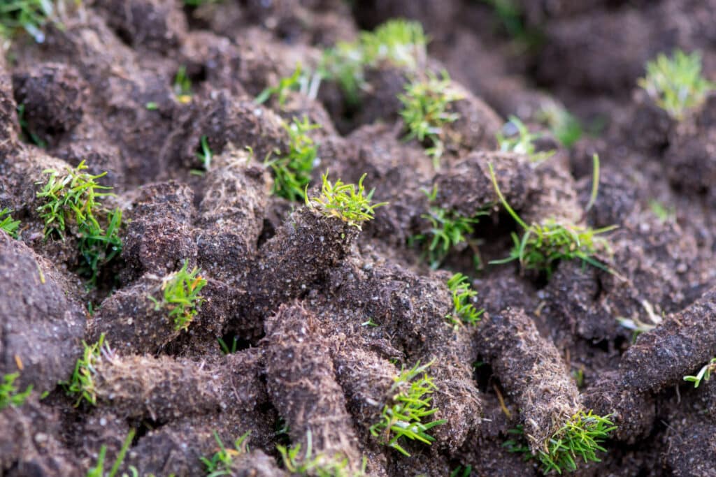 Plugs of soil removed from golf course