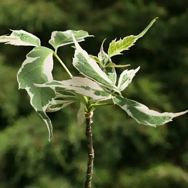 Variegated leaves with green and white markings on a young boxelder maple tree