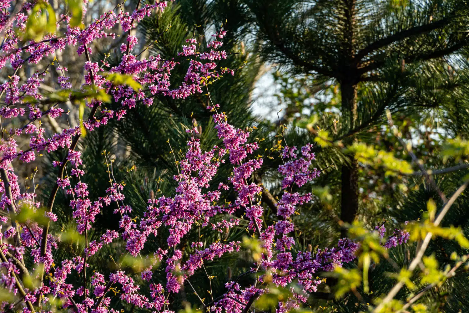 Purple flowers on branches