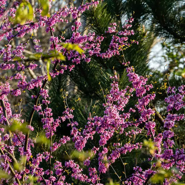 Branches of a redbud tree blooming with pink flowers
