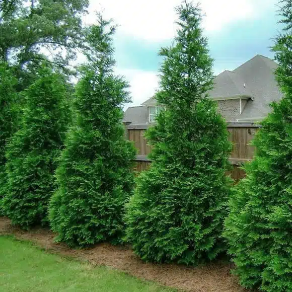 Tall, dense row of Green Giant arborvitae trees in a residential yard