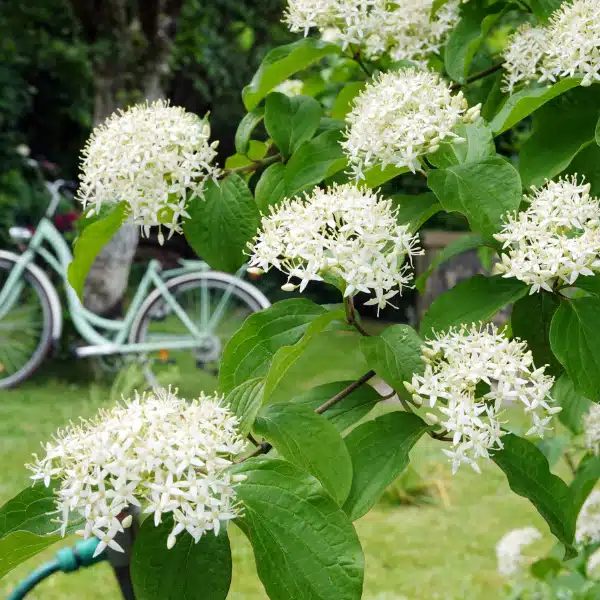 Clusters of white flowers blooming on a dogwood tree branch