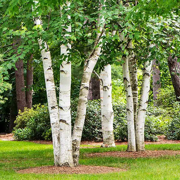 Four white-barked birch trees with green leaves in a grassy area
