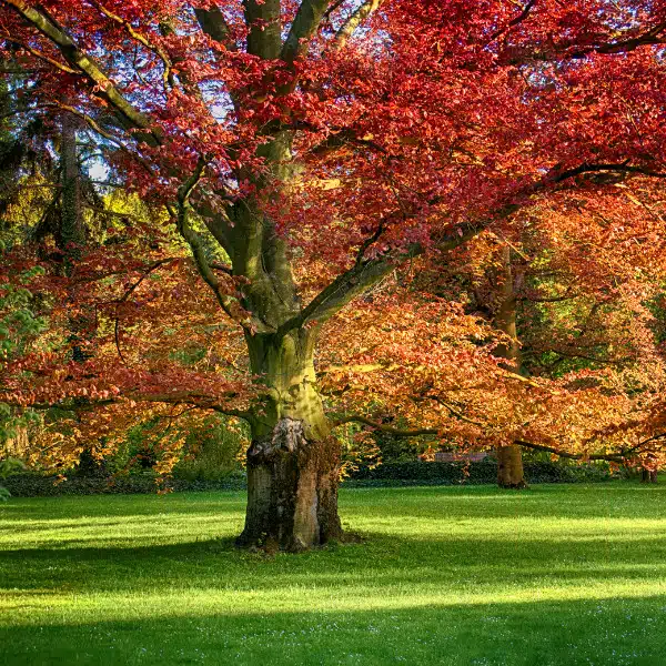 Large tree with bright orange and red leaves in a grassy field