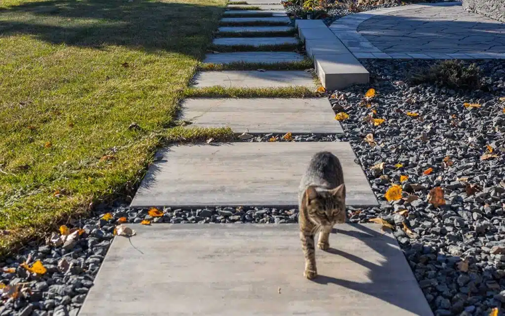 Tabby cat walking on a stone pathway in a garden