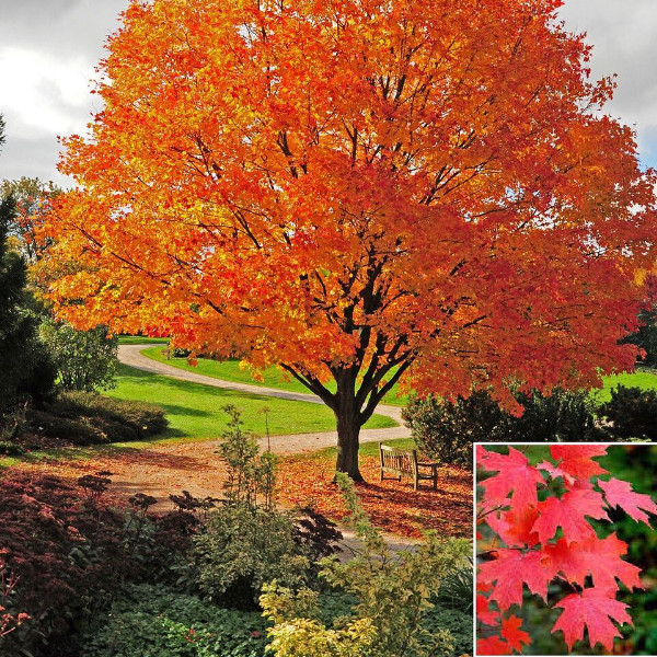 A sugar maple tree in fall, with vibrant orange leaves. Inset shows close-up of leaves