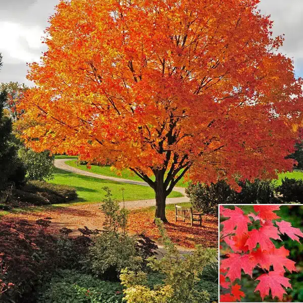 A sugar maple tree in fall, with vibrant orange leaves. Inset shows close-up of leaves