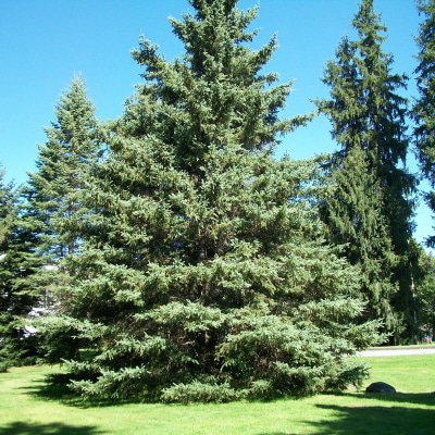 A tall evergreen spruce tree with blue-green needles in a park setting