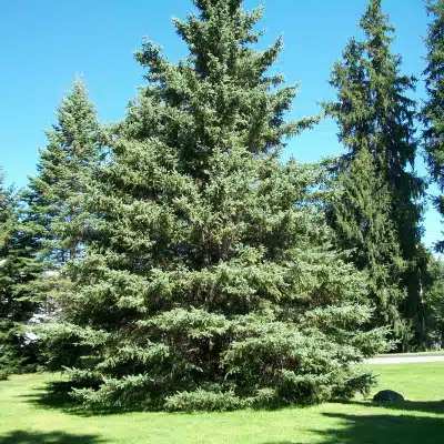 A tall evergreen spruce tree with blue-green needles in a park setting