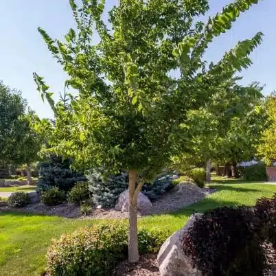 Young delta hackberry tree with serrated leaves in a landscaped yard