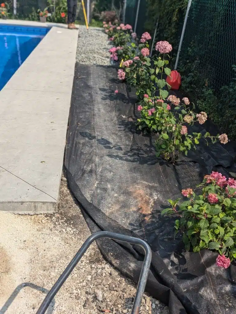 Row of young pink hydrangea shrubs planted along a poolside bed with exposed landscape fabric, beside a concrete pool deck.