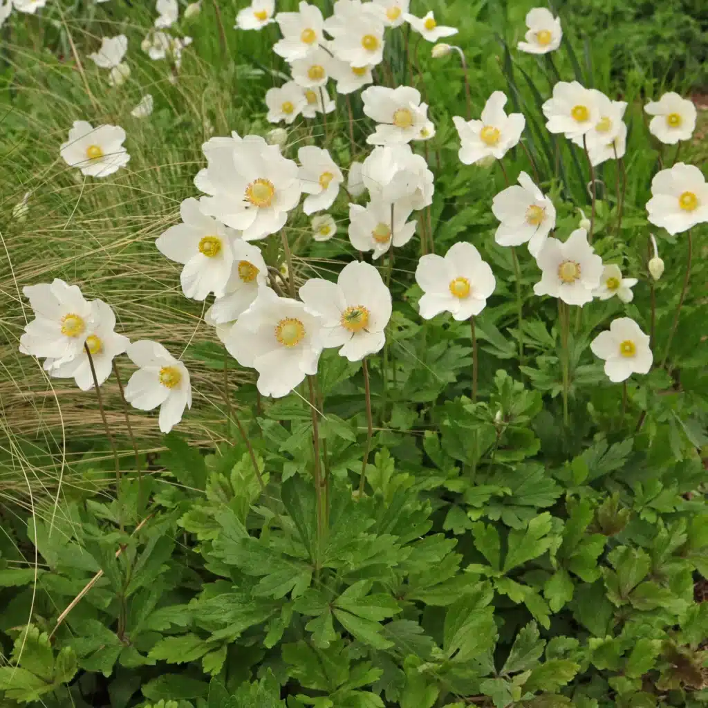 White snowdrop anemones blooming over lush green foliage.