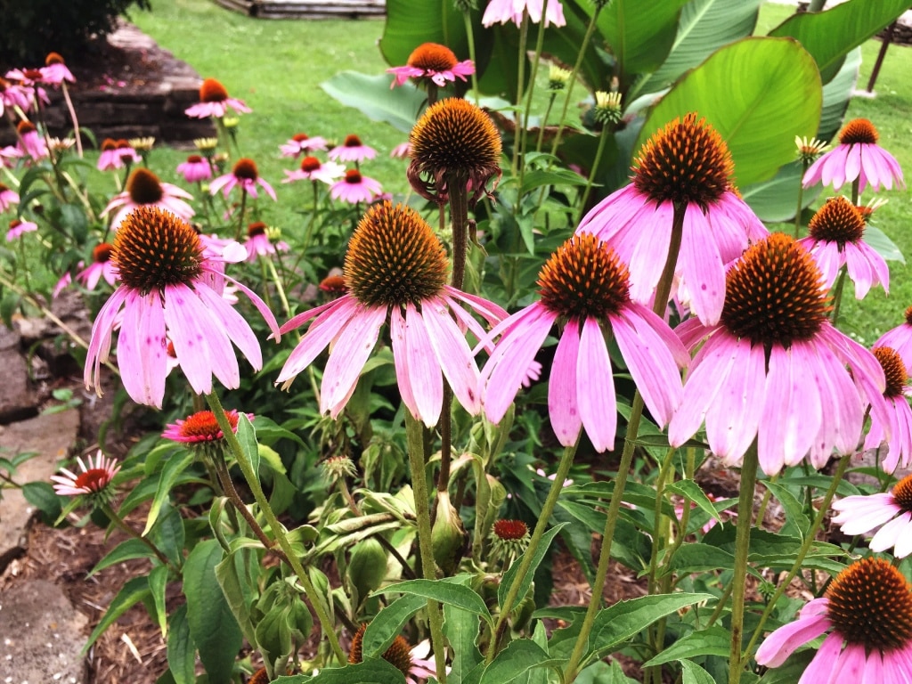 Pink coneflowers blooming in a vibrant summer garden.