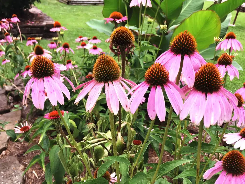 Pink coneflowers blooming in a vibrant summer garden.