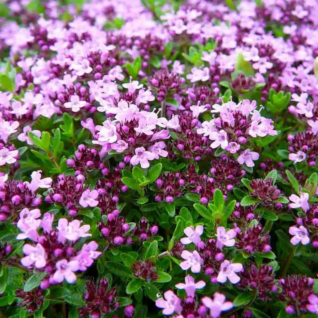 Creeping thyme covered in small pinkish-purple flowers.