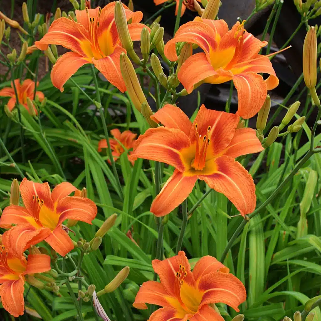 Vibrant orange daylilies blooming among green slender leaves.