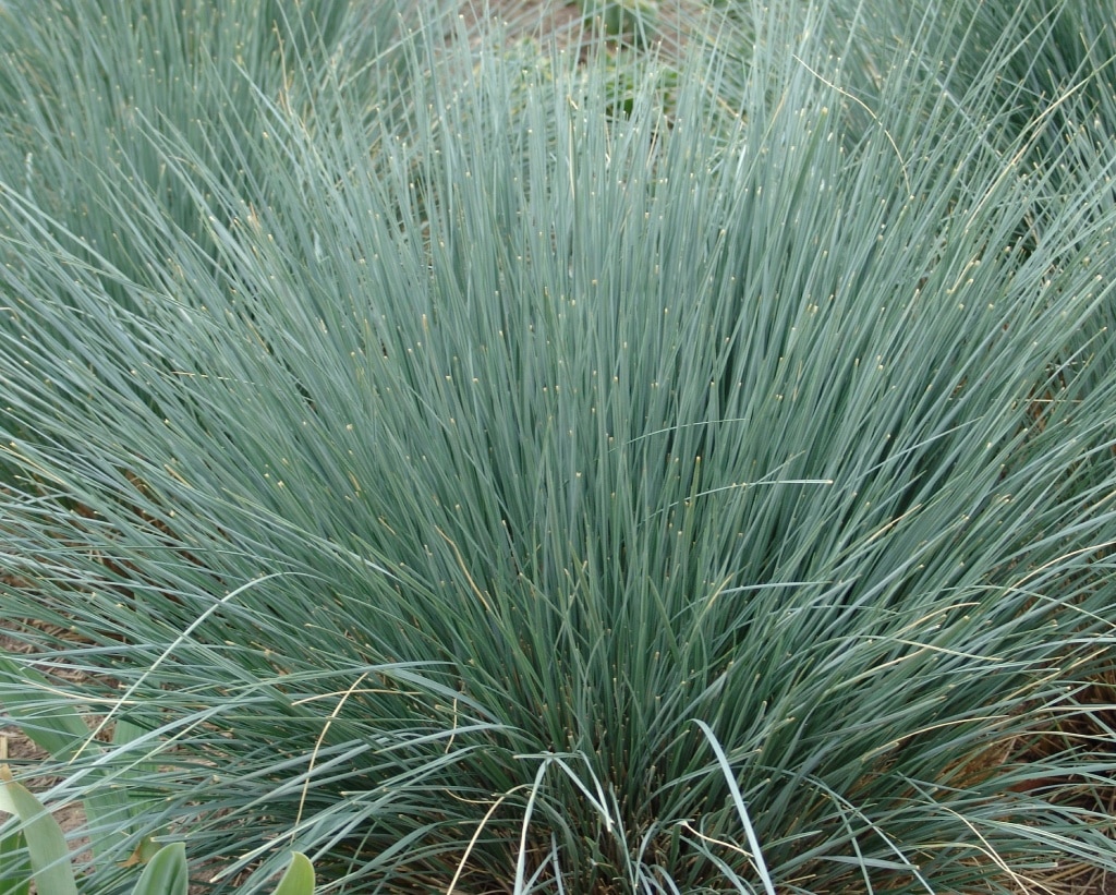 Blue oat grass forming a spiky, rounded clump of silvery blades.
