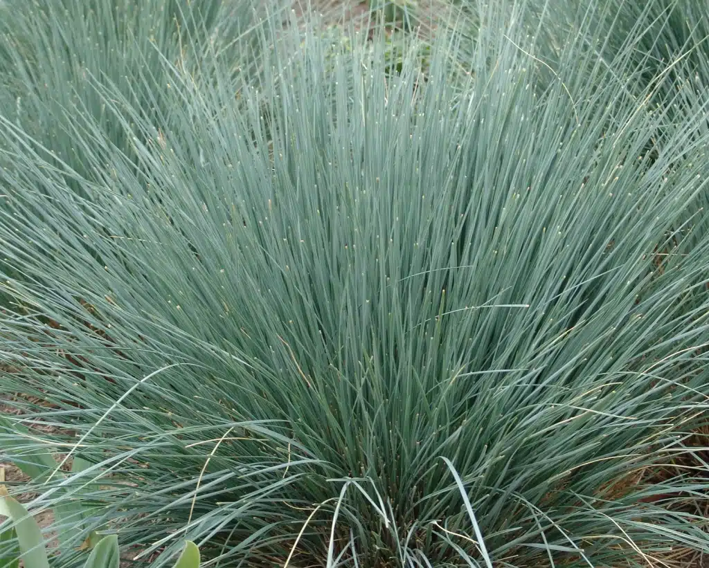 Blue oat grass forming a spiky, rounded clump of silvery blades.
