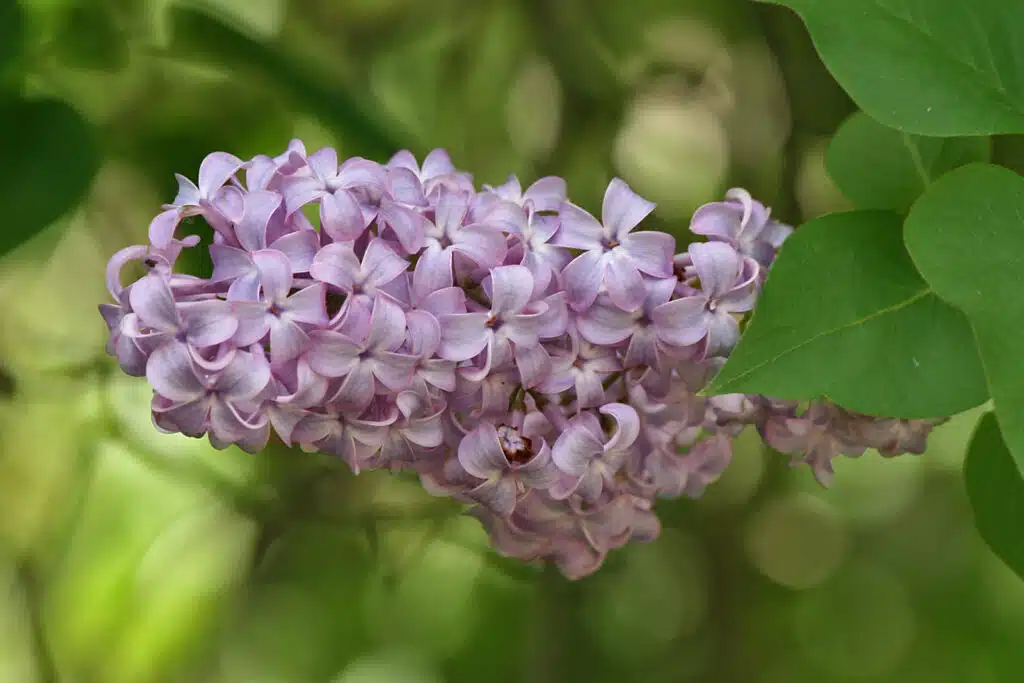 Cluster of light purple lilac flowers with green leaves.