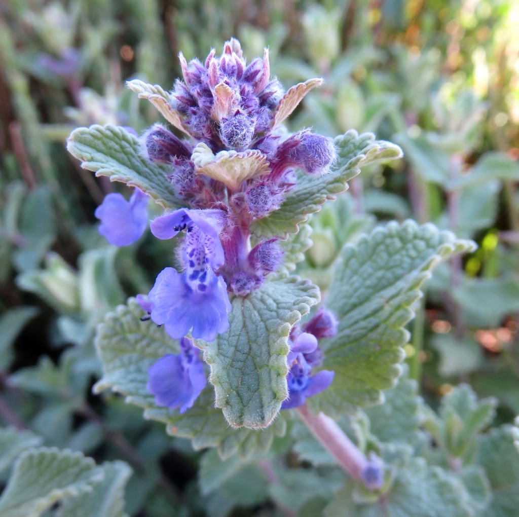 Purple catmint flowers blooming with fuzzy green leaves.
