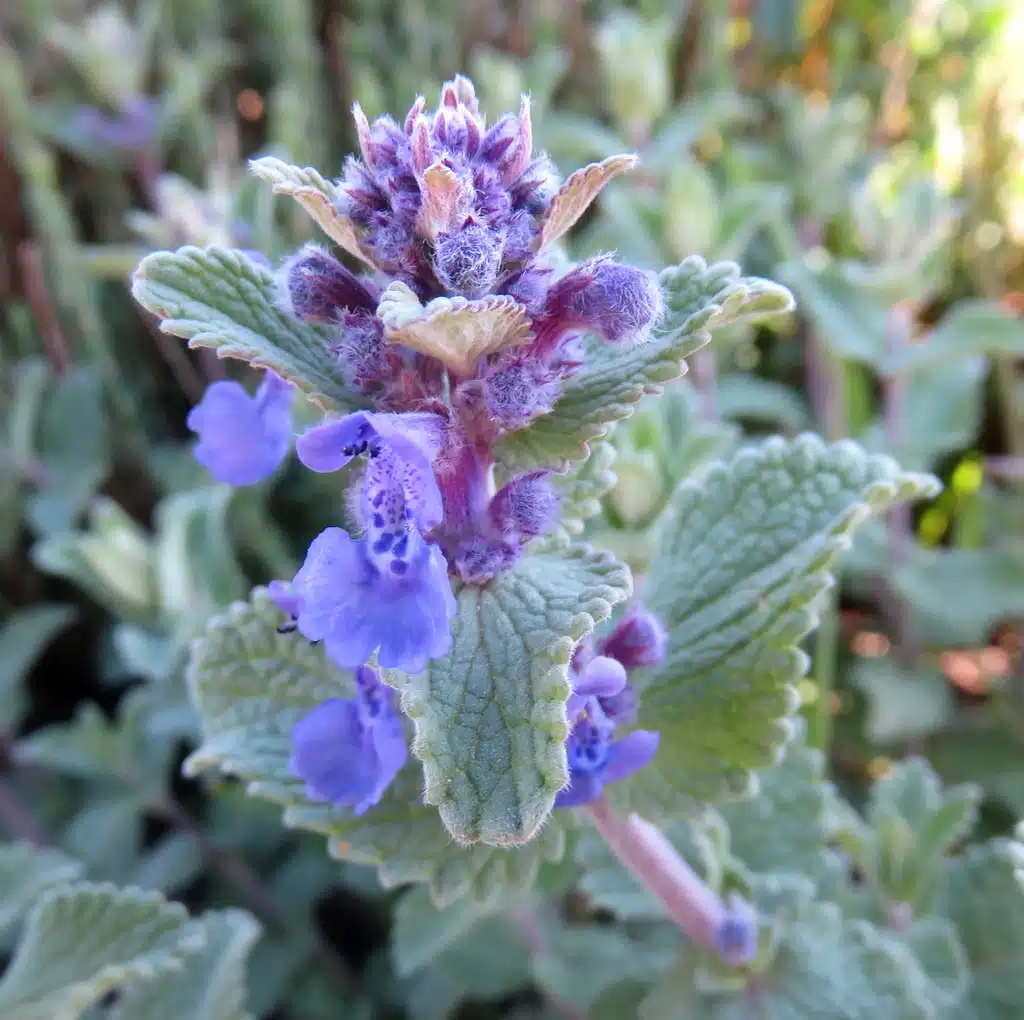 Purple catmint flowers blooming with fuzzy green leaves.