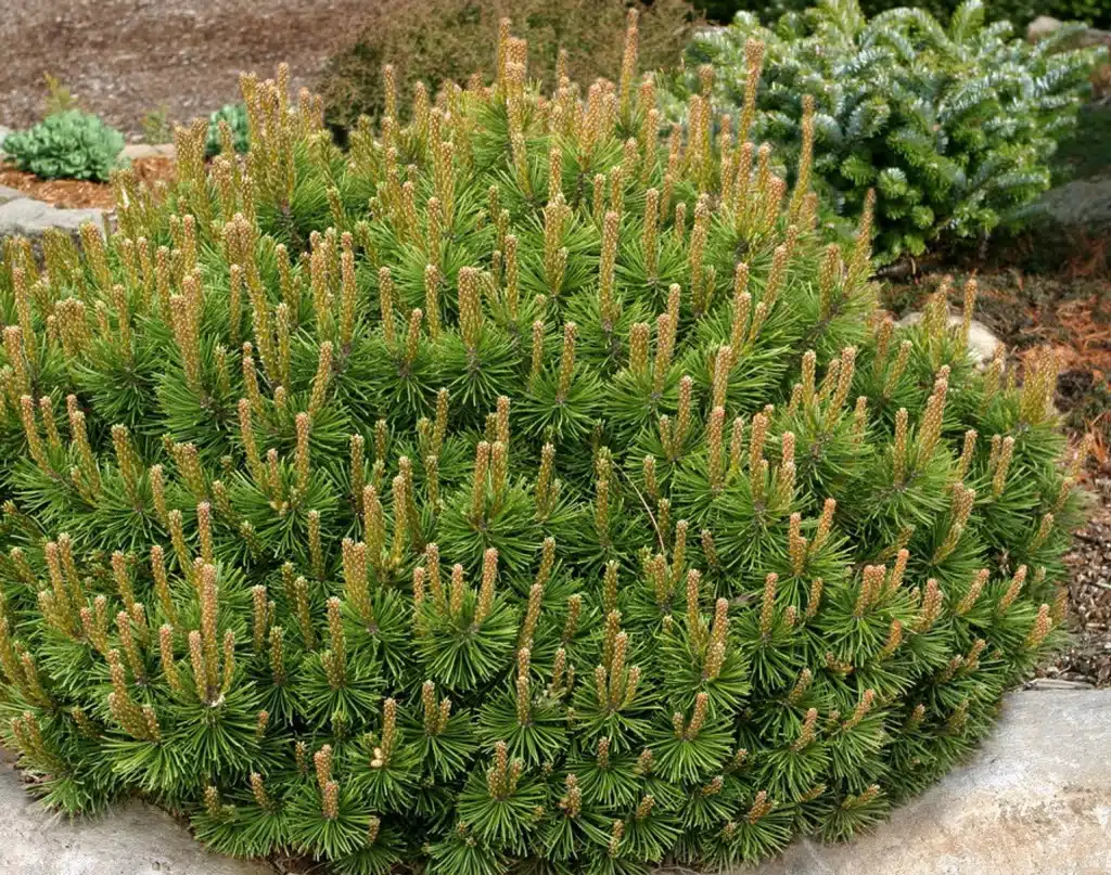 Compact mugo pine shrub with upright new growth tips.