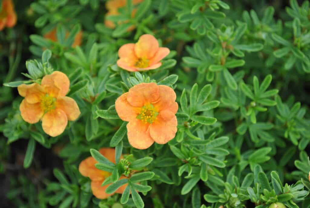 Orange potentilla flowers blooming among bright green foliage.