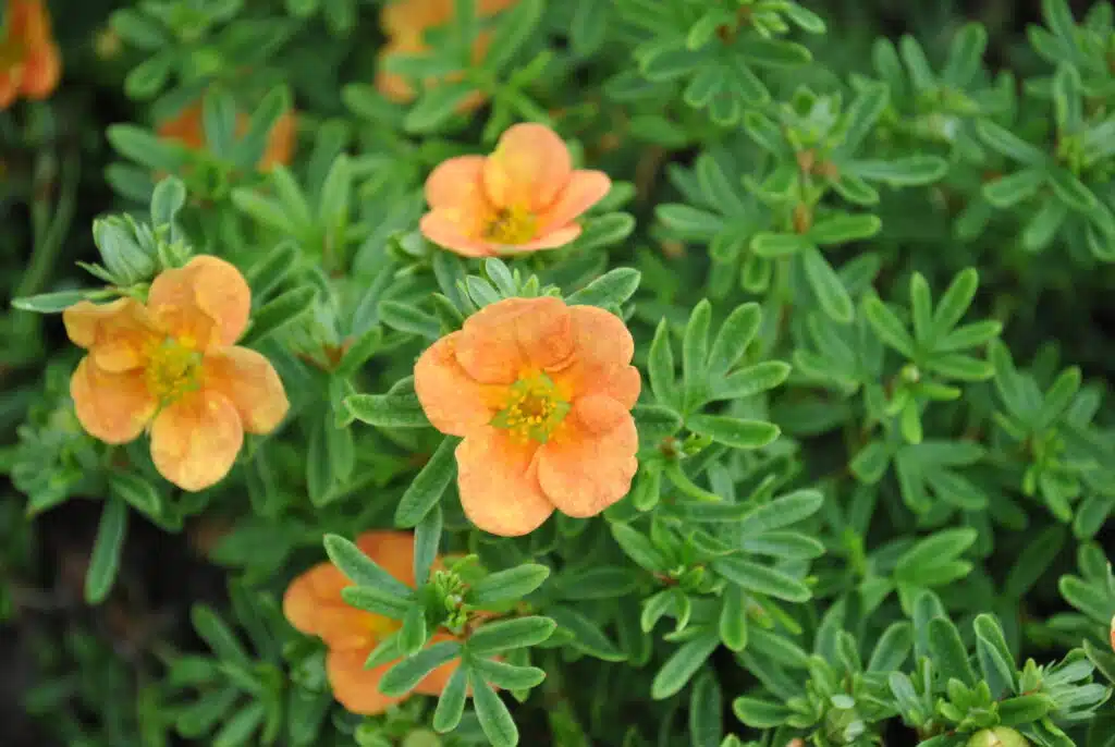 Orange potentilla flowers blooming among bright green foliage.
