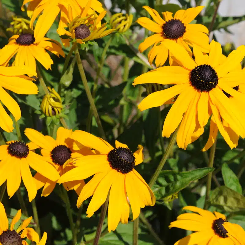 Bright yellow Black-eyed Susans with dark centres in full bloom.
