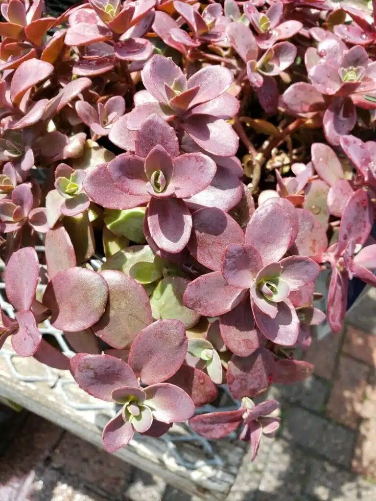 Cluster of reddish-purple sedum with fleshy, rounded leaves.