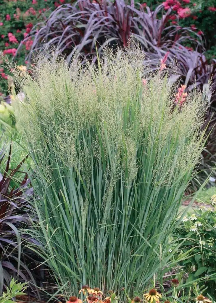 Tall, dense switchgrass growing in a colourful garden bed.