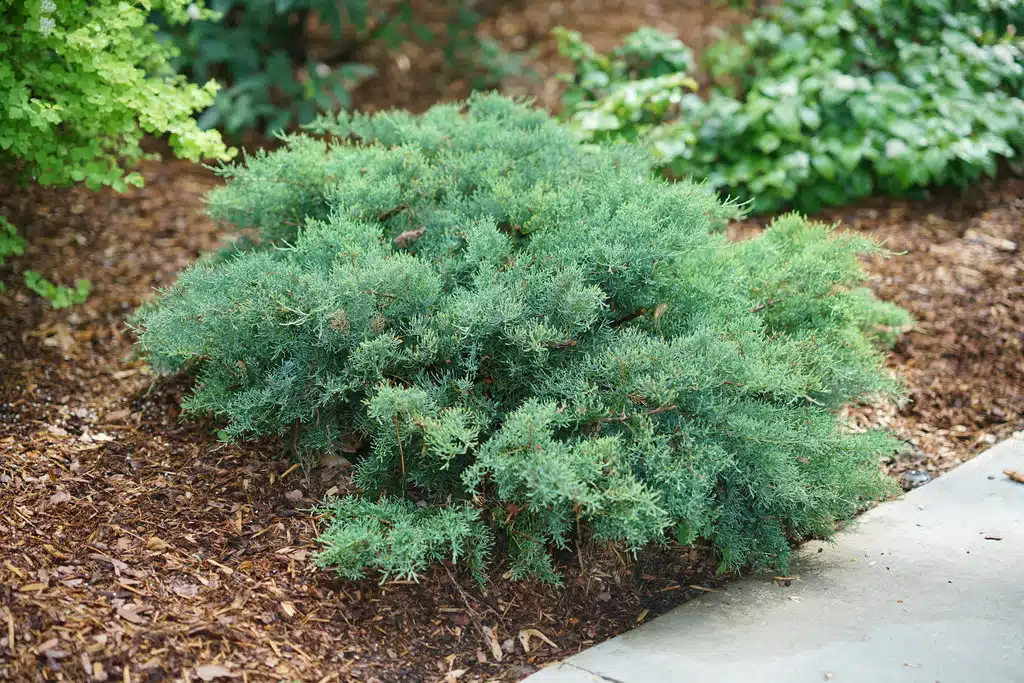 Low-growing juniper shrub with dense blue-green foliage.