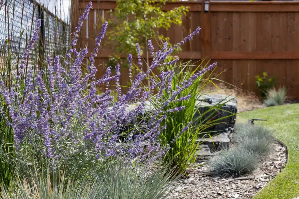 Garden bed with blooming purple Russian sage and ornamental grasses along a wooden fence.