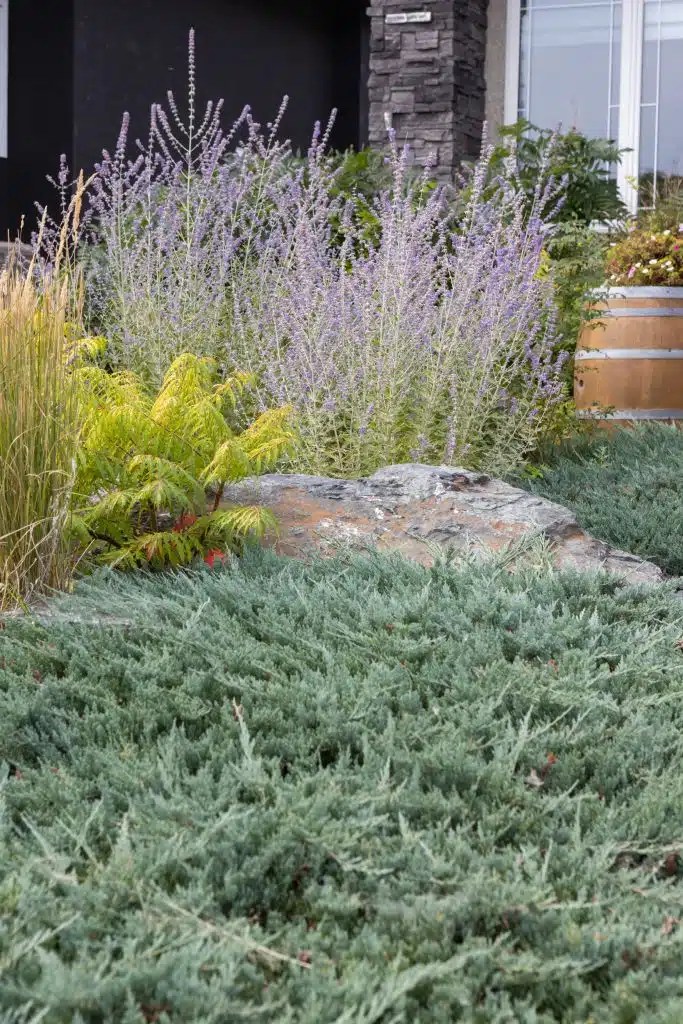 Front yard landscaping with purple flowers, green shrubs, and a large decorative rock.