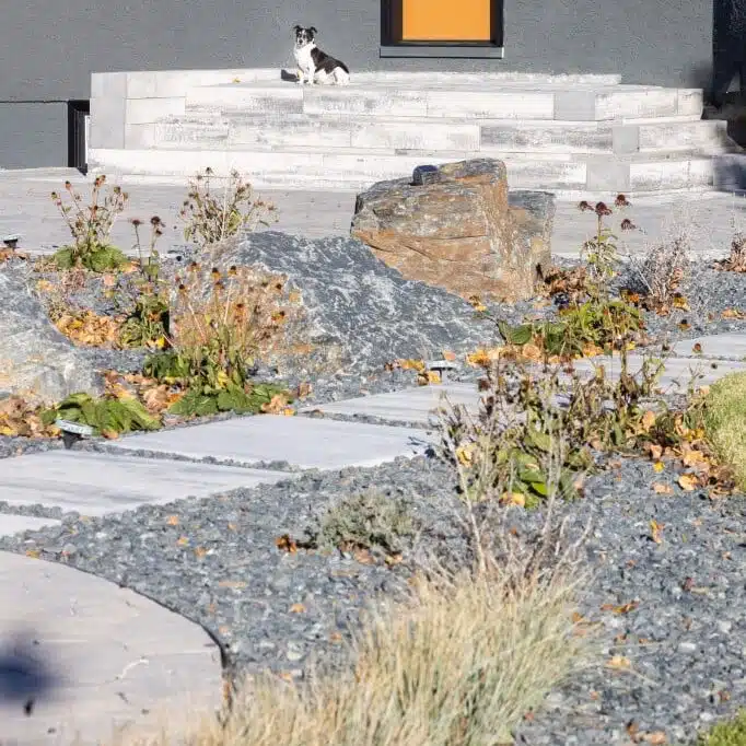 Dog sitting on stone steps, with a stone pathway going through a rock planting bed.