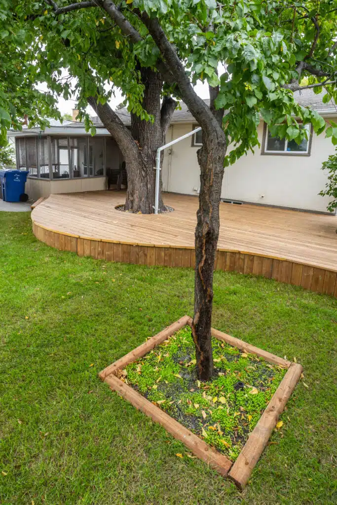 Custom wood deck built around mature backyard trees with curved edging and integrated landscaping