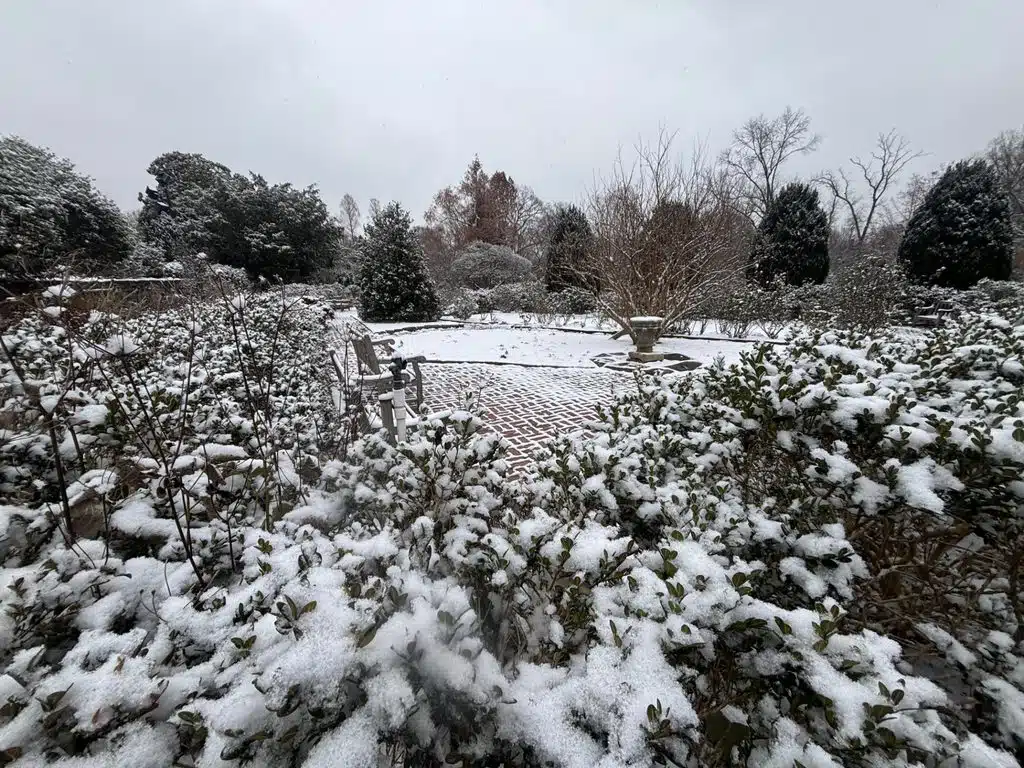 Snow-covered landscaped garden with shrubs, trees and a brick patio during winter.